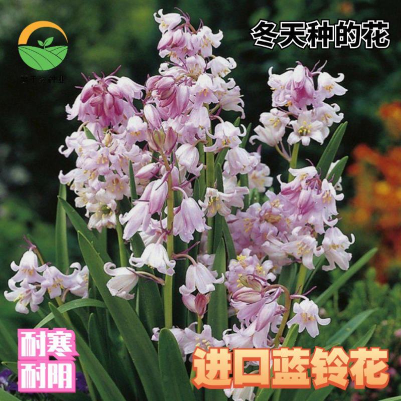 蓝铃花种球多年生四季花卉阳台庭院好养多年生球根花卉种子