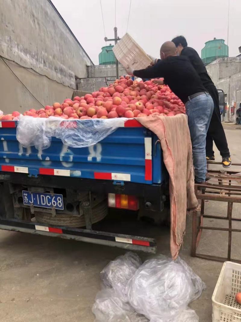 山东红富士苹果一手货源规格齐全口感好供全国商超