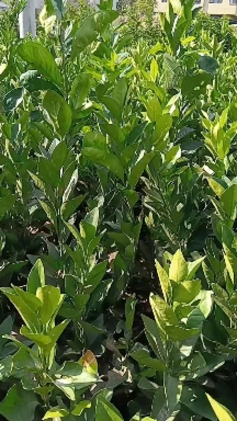 【牛商】超级便宜的纽荷尔柑桔苗产地批发，现挖现发