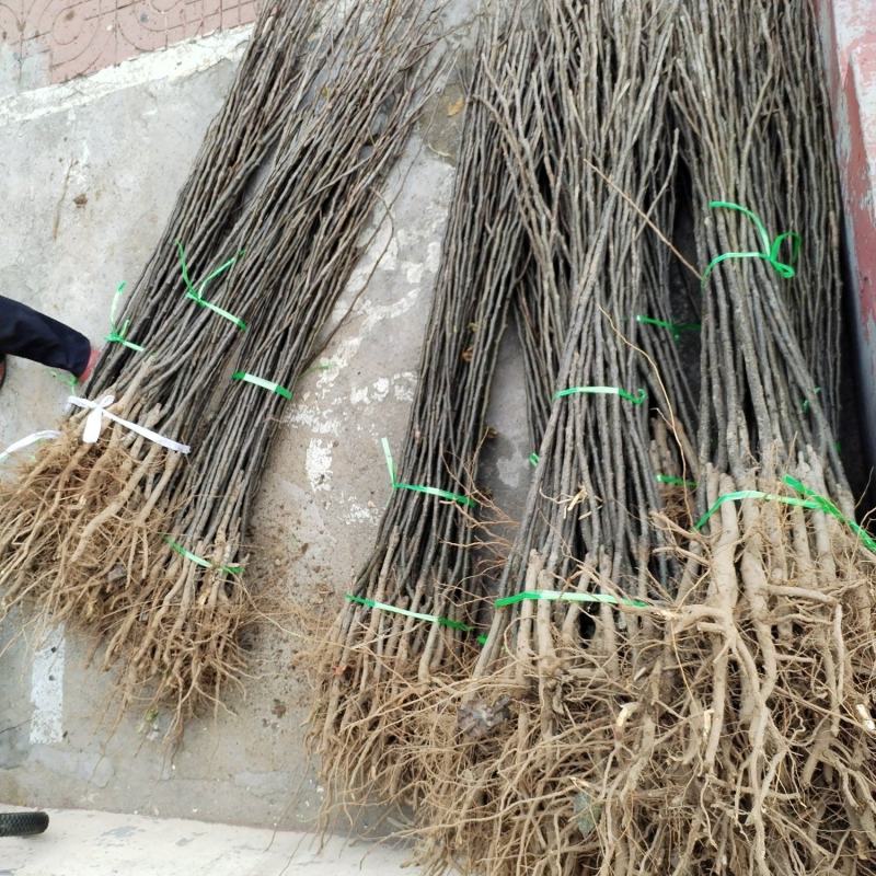 新梨7号树苗基地批发，二年苗三年苗矮化新品种付梨根系
