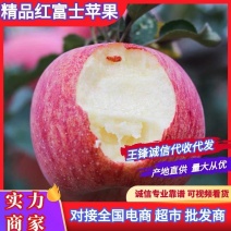 山东红富士苹果一手货源规格齐全口感好供全国商超