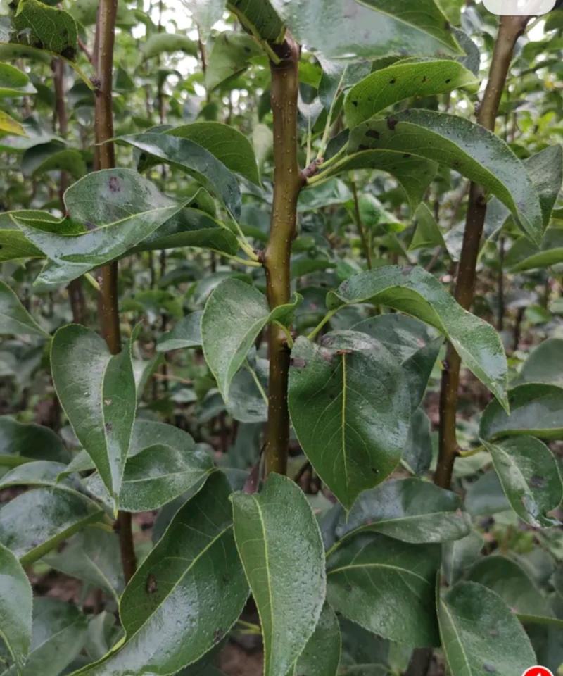 新梨7号树苗基地批发，二年苗三年苗矮化新品种付梨根系