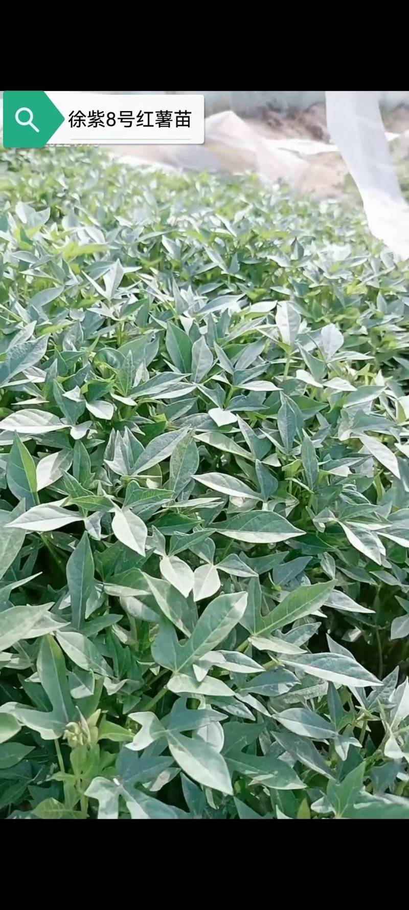 大家好，北京大兴机场红薯苗基地，预售中，品种多，脱毒苗，