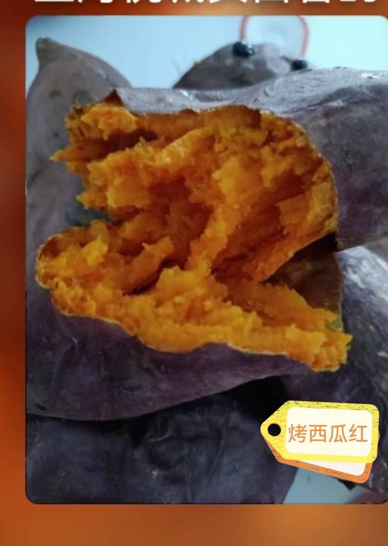 大家好，北京大兴机场红薯苗基地，预售中，品种多，脱毒苗，