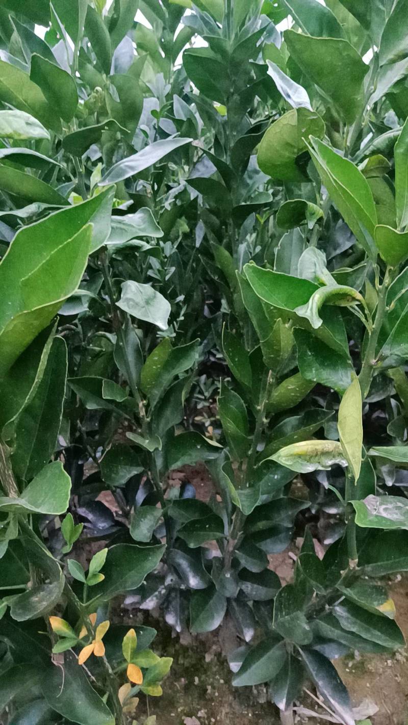 【牛商】超级便宜的纽荷尔柑桔苗产地批发，现挖现发