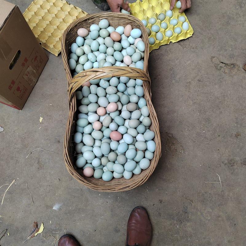 绿壳鸡蛋林地生态散养土鸡蛋420枚装当天现捡全国发货