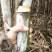 精品甘蔗10斤左右一颗，油枯种植，又泡又甜