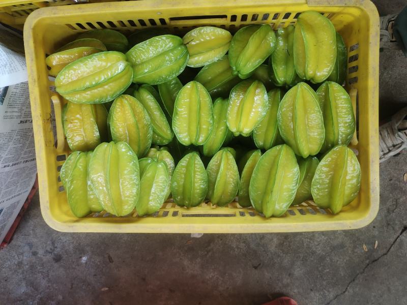 精品杨桃基地直供一手货源品质保证诚信经营欢迎采购