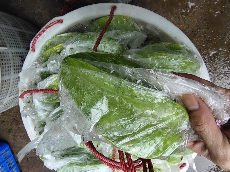精品杨桃基地直供一手货源品质保证诚信经营欢迎采购