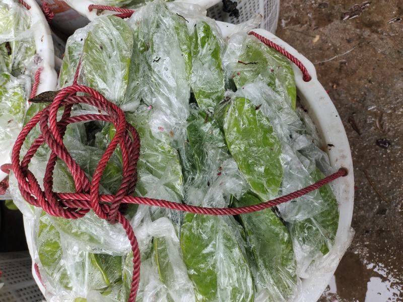 精品杨桃基地直供一手货源品质保证诚信经营欢迎采购