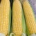 玉米品种齐全