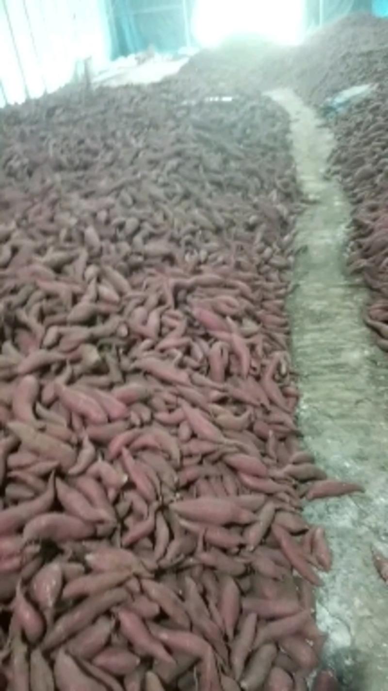 大量供应西瓜红红薯，本人专业合作社每个季节可以出货100