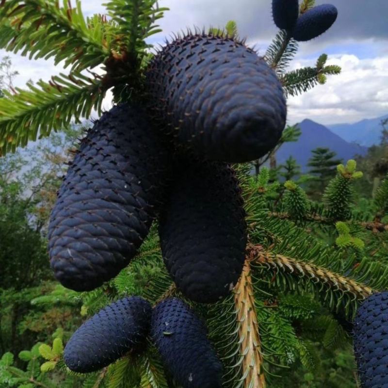 云南紫松种子杉木种子观赏庭院植物种子量大优惠