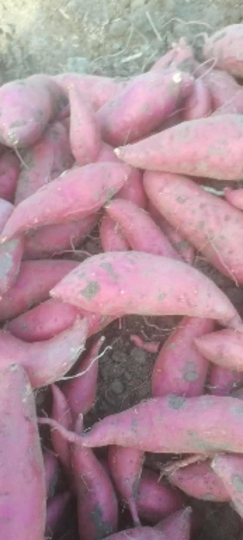 大量供应西瓜红红薯，本人专业合作社每个季节可以出货100