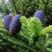 云南紫松种子杉木种子观赏庭院植物种子量大优惠