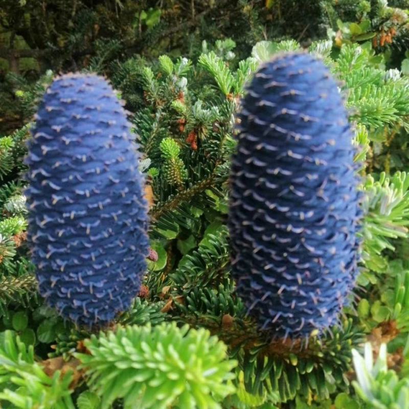 云南紫松种子杉木种子观赏庭院植物种子量大优惠