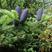 云南紫松种子杉木种子观赏庭院植物种子量大优惠