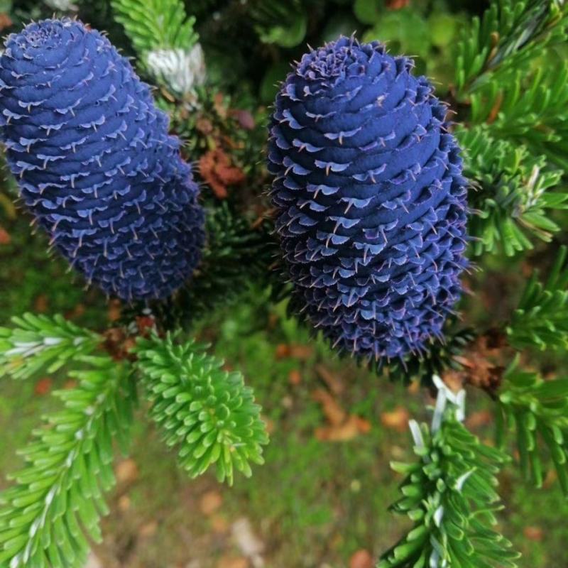云南紫松种子杉木种子观赏庭院植物种子量大优惠