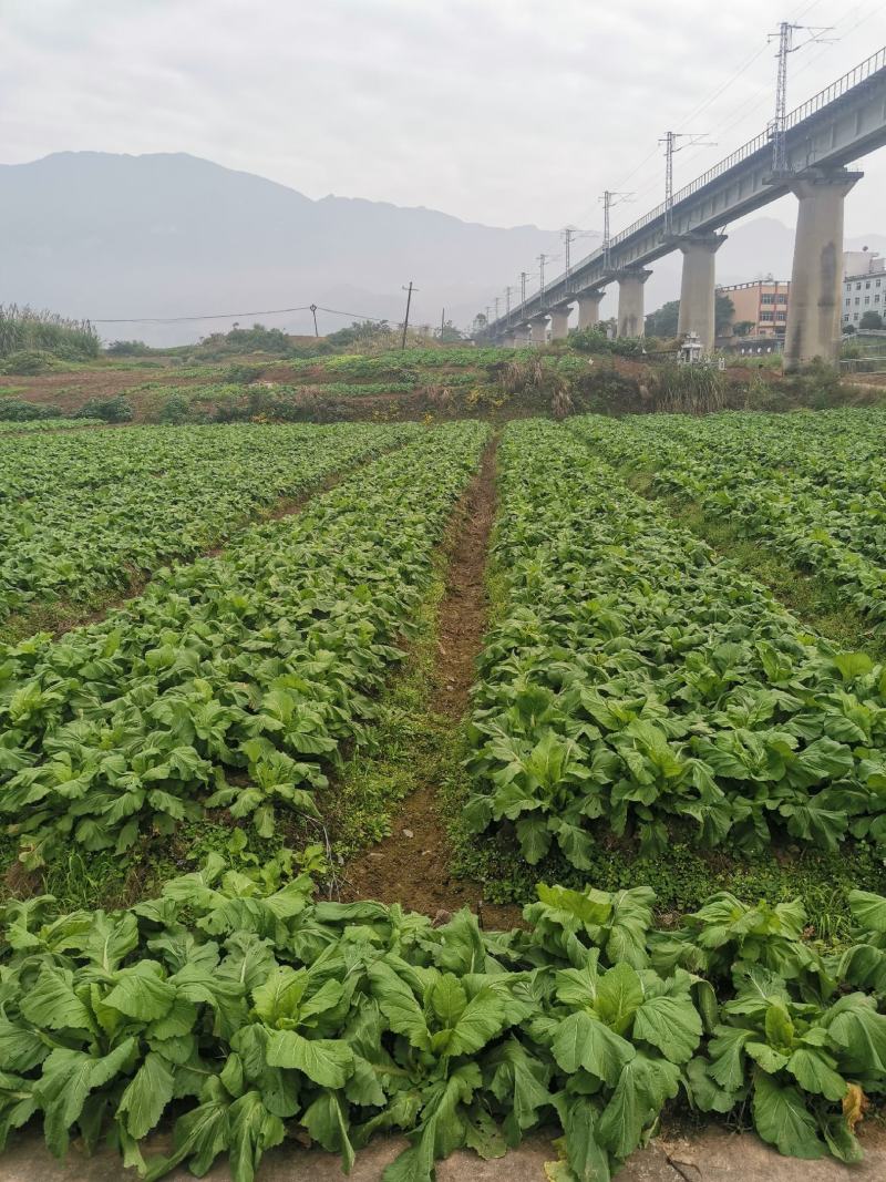 儿菜大量上市了，欢迎各位老板前来采购。。。。。