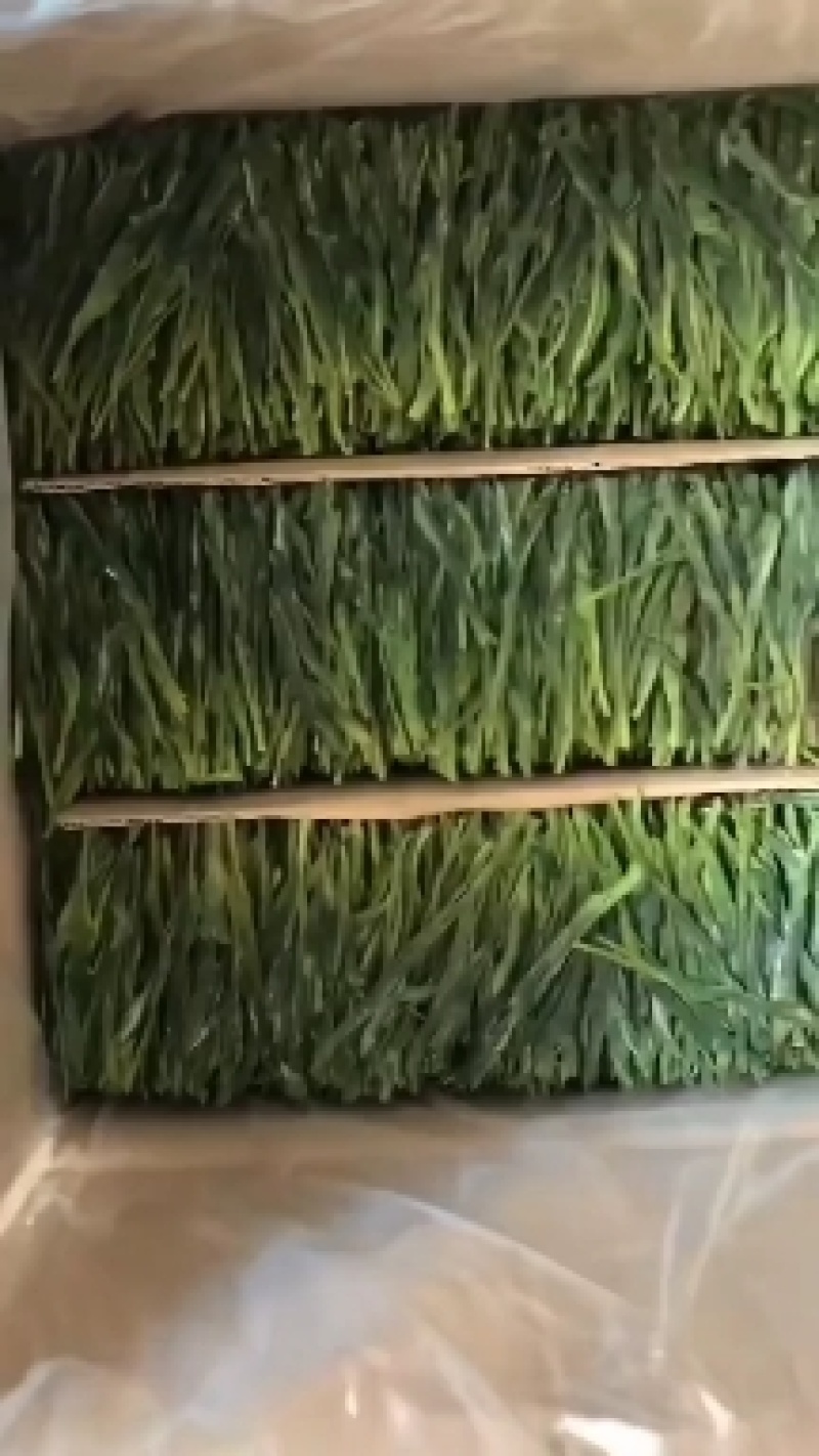 茶，太平猴魁