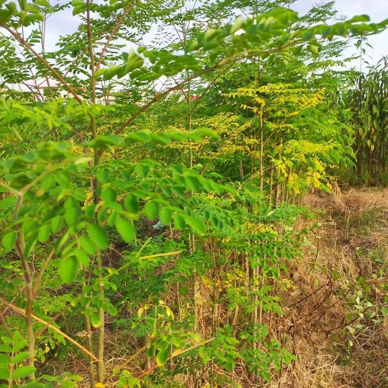 林木种子印度辣木种子可食用四季种植辣木种籽中药材种子辣木