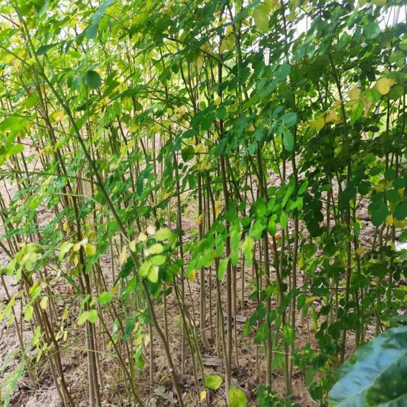 林木种子印度辣木种子可食用四季种植辣木种籽中药材种子辣木