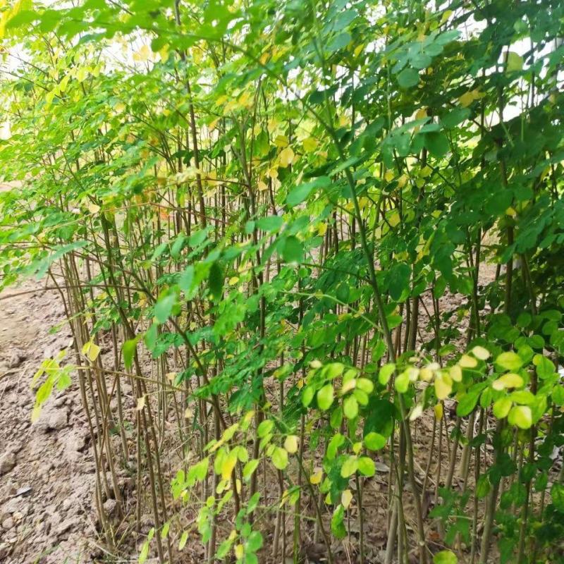 林木种子印度辣木种子可食用四季种植辣木种籽中药材种子辣木