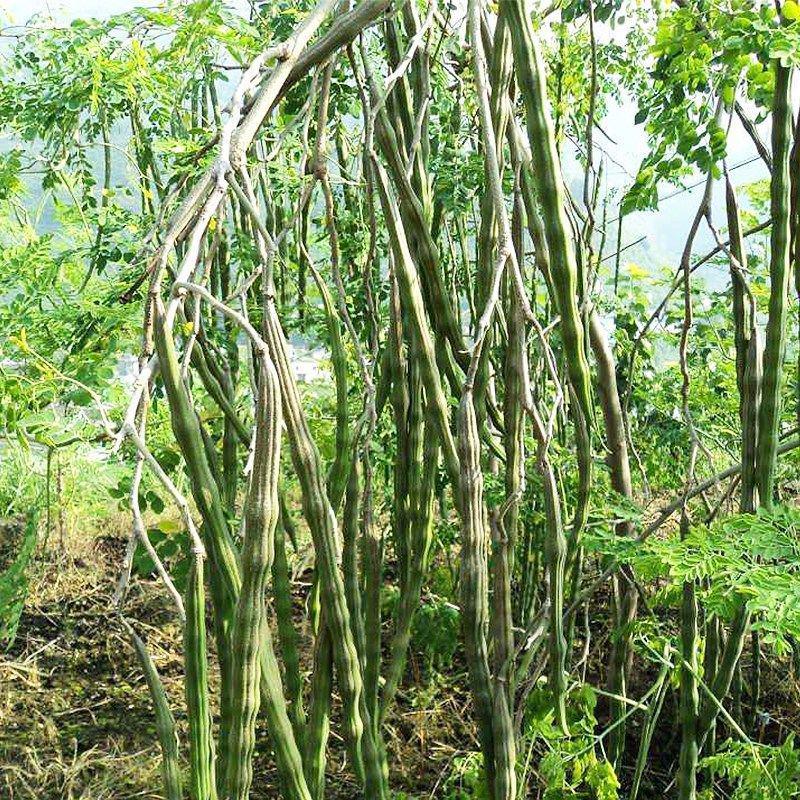林木种子印度辣木种子可食用四季种植辣木种籽中药材种子辣木