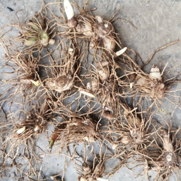 紫花三叉白芨苗