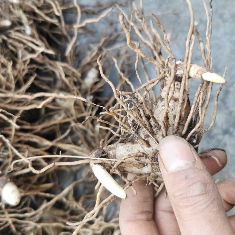 紫花三叉白芨苗