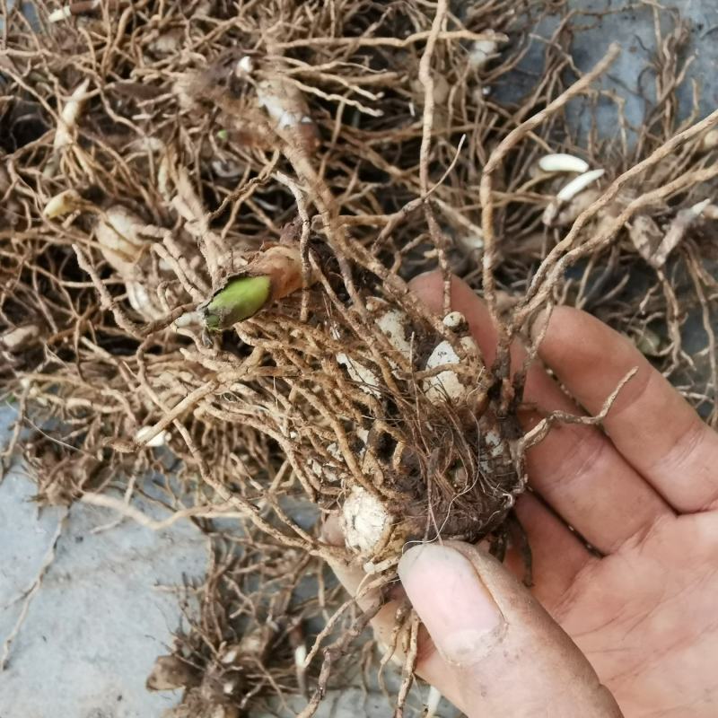 紫花三叉白芨苗