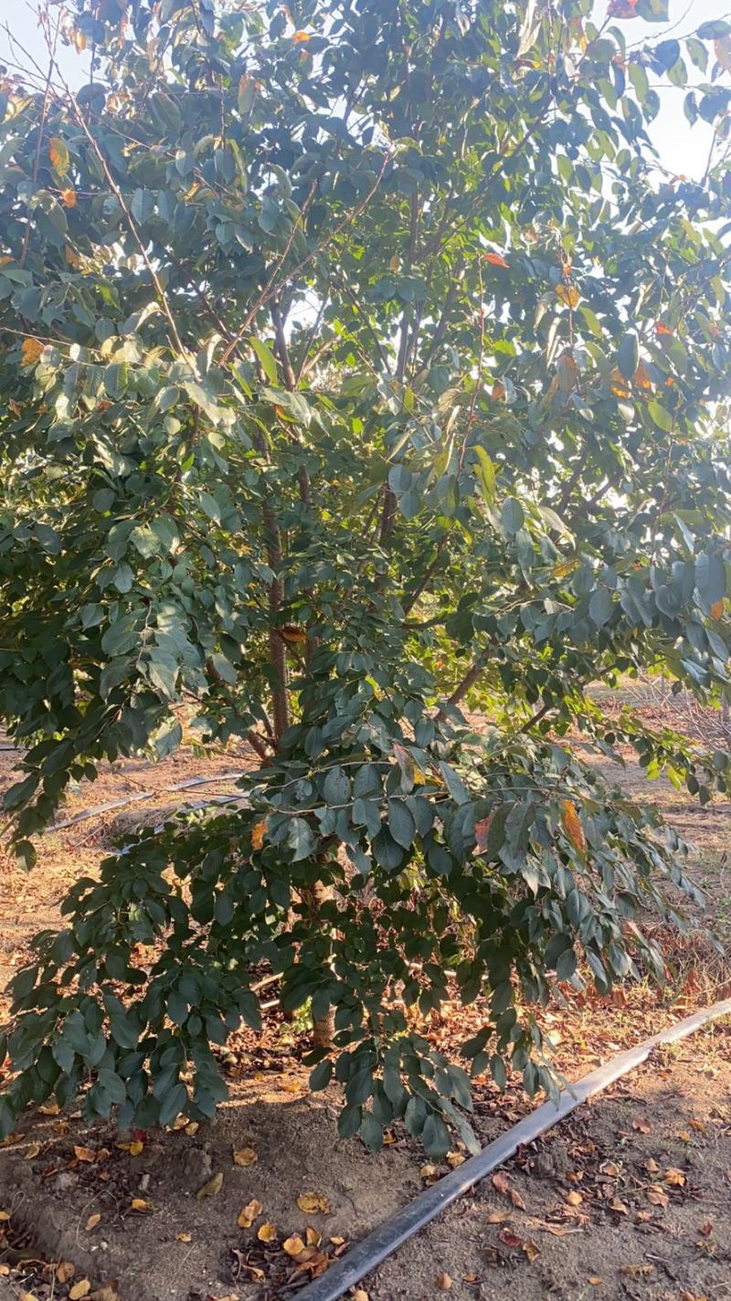 15公分早樱