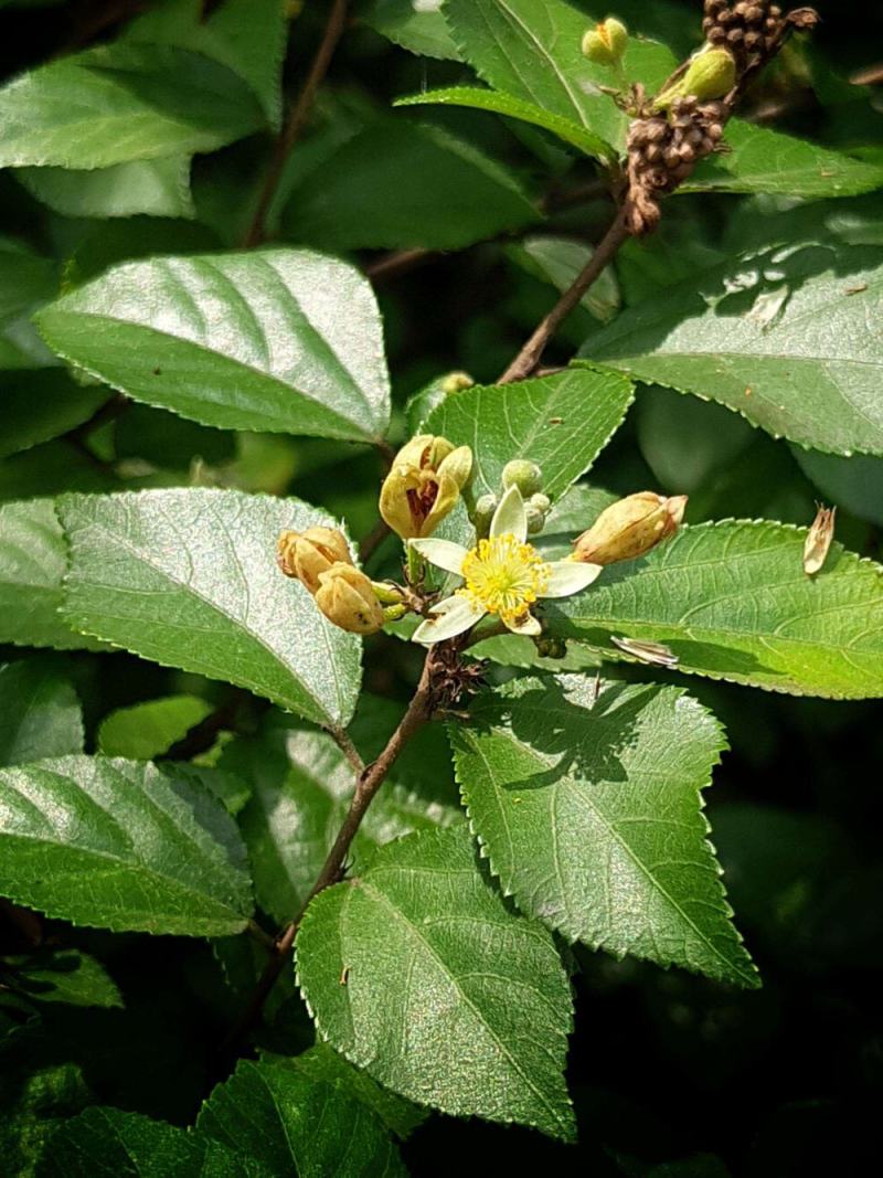 扁担杆种子中药材种子扁担木种子四季种植红色果实速生林木树