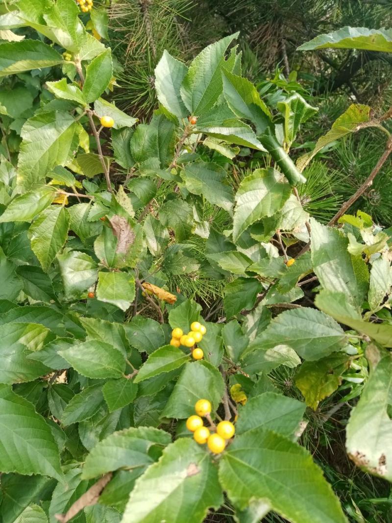 扁担杆种子中药材种子扁担木种子四季种植红色果实速生林木树