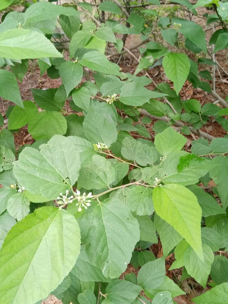 扁担杆种子中药材种子扁担木种子四季种植红色果实速生林木树