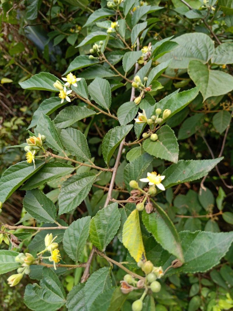 扁担杆种子中药材种子扁担木种子四季种植红色果实速生林木树
