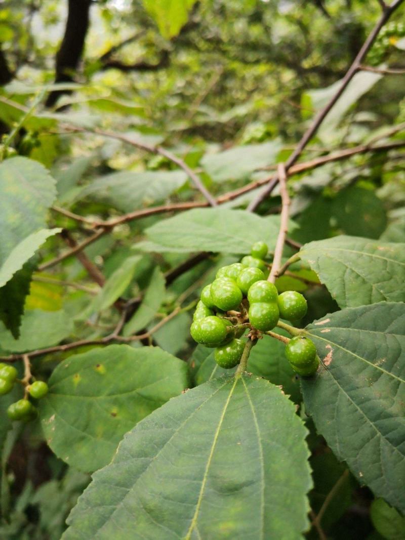 扁担杆种子中药材种子扁担木种子四季种植红色果实速生林木树