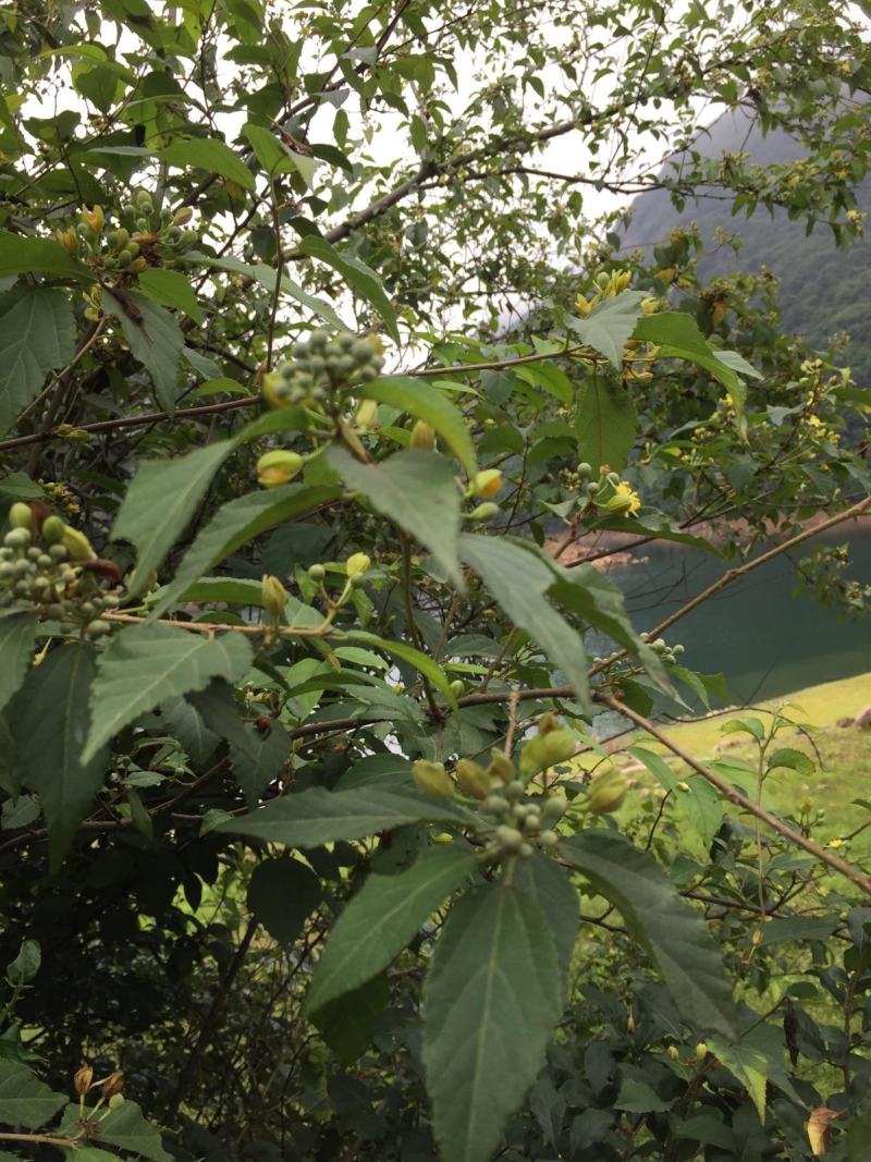扁担杆种子中药材种子扁担木种子四季种植红色果实速生林木树