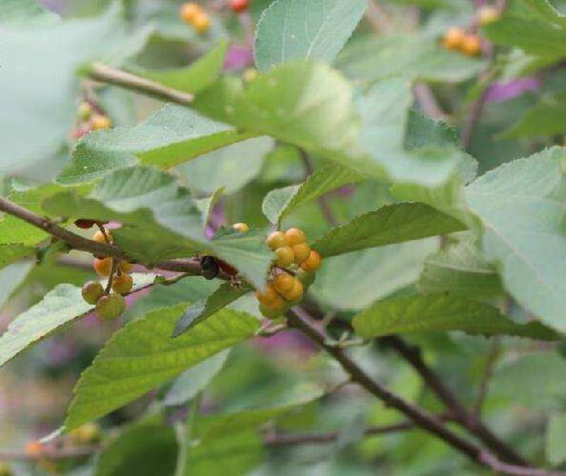 扁担杆种子中药材种子扁担木种子四季种植红色果实速生林木树