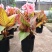 彩叶美人蕉庭院道路花境宿根彩叶植物盆栽耐寒耐阳光