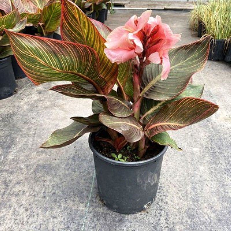 彩叶美人蕉庭院道路花境宿根彩叶植物盆栽耐寒耐阳光