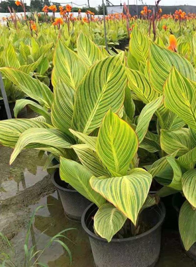彩叶美人蕉庭院道路花境宿根彩叶植物盆栽耐寒耐阳光
