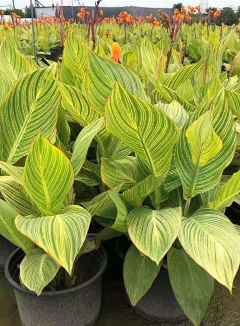 彩叶美人蕉庭院道路花境宿根彩叶植物盆栽耐寒耐阳光