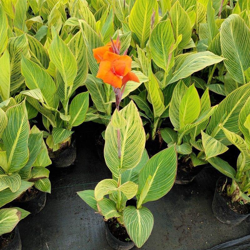 彩叶美人蕉庭院道路花境宿根彩叶植物盆栽耐寒耐阳光