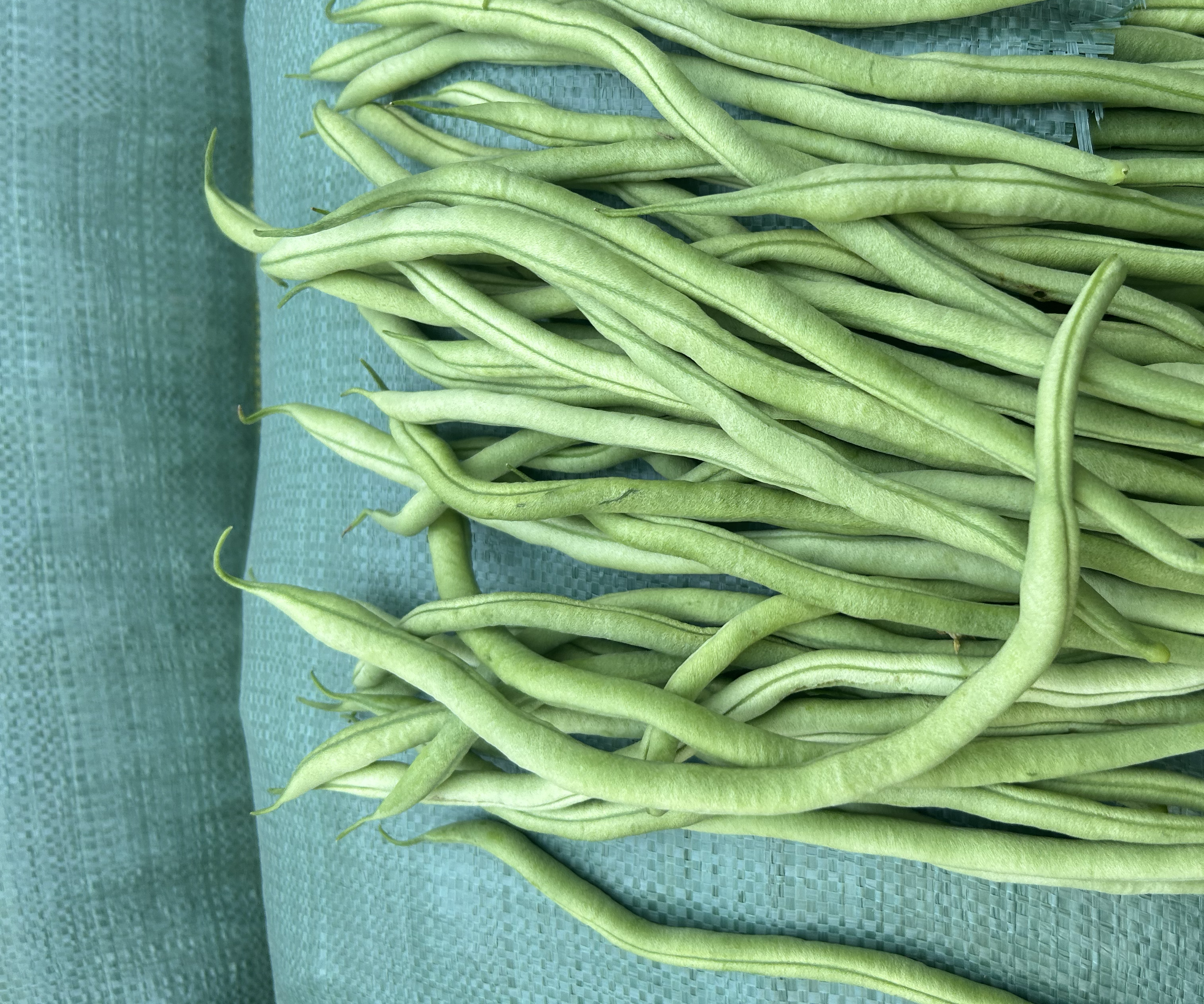 长豆角根系发育不良