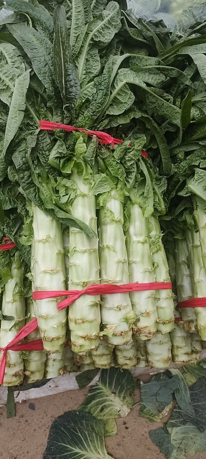 新野县绿禾蔬菜供应红尖叶窝笋已大量上市中