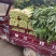 新野县绿禾蔬菜供应红尖叶窝笋已大量上市中