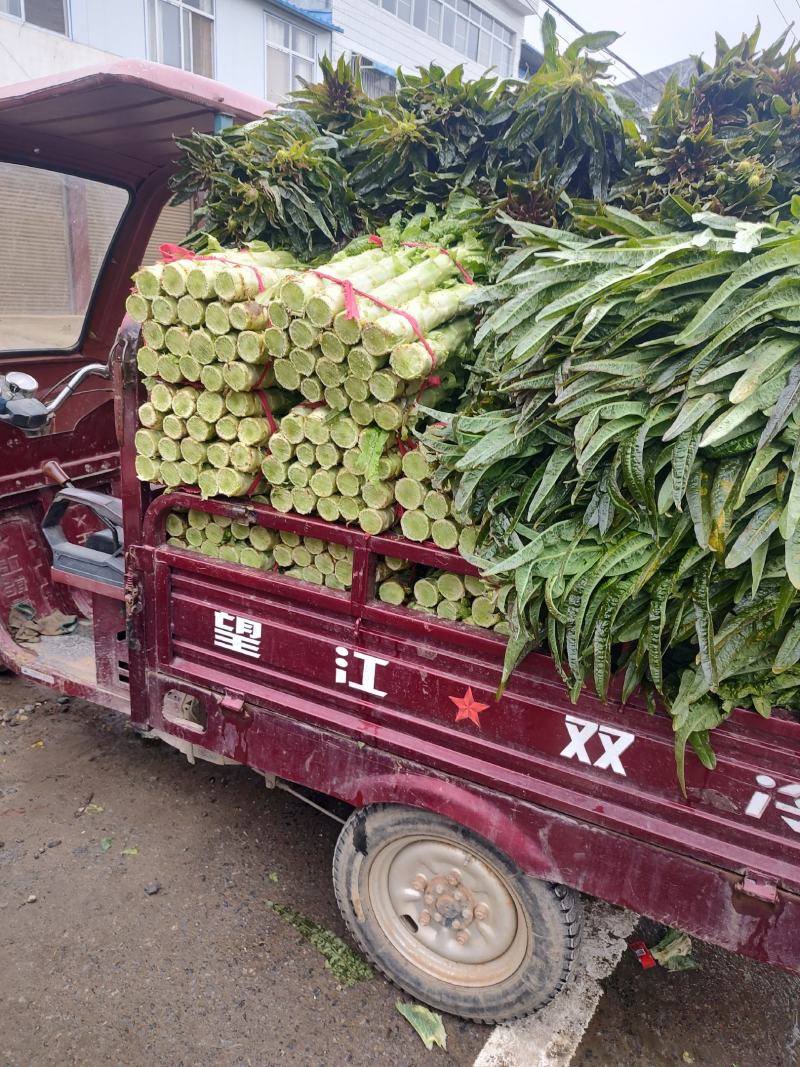 新野县绿禾蔬菜供应红尖叶窝笋已大量上市中