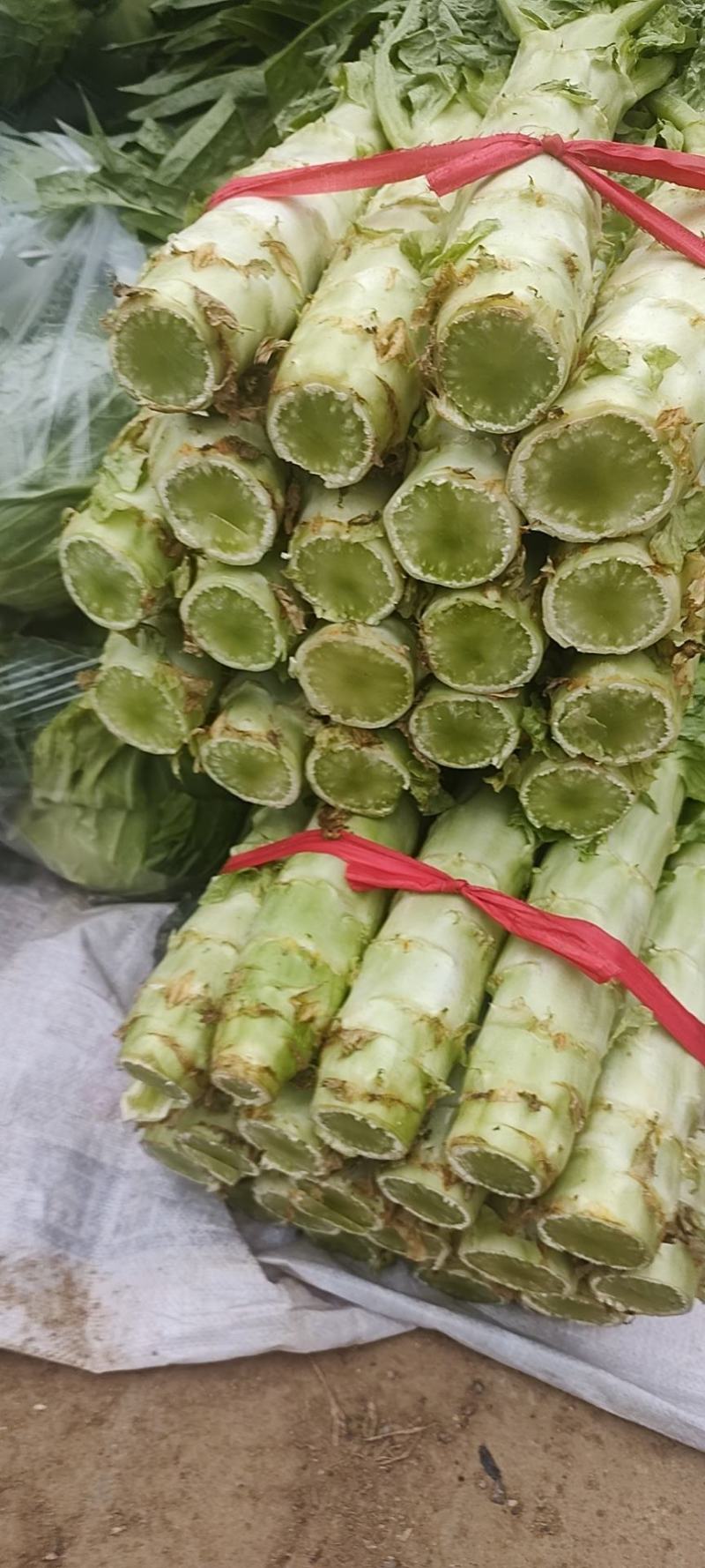 新野县绿禾蔬菜供应红尖叶窝笋已大量上市中