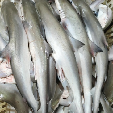 沙鱼、海鱼、广西北部湾产品、鲜度好肉质鲜甜、适合各种用料